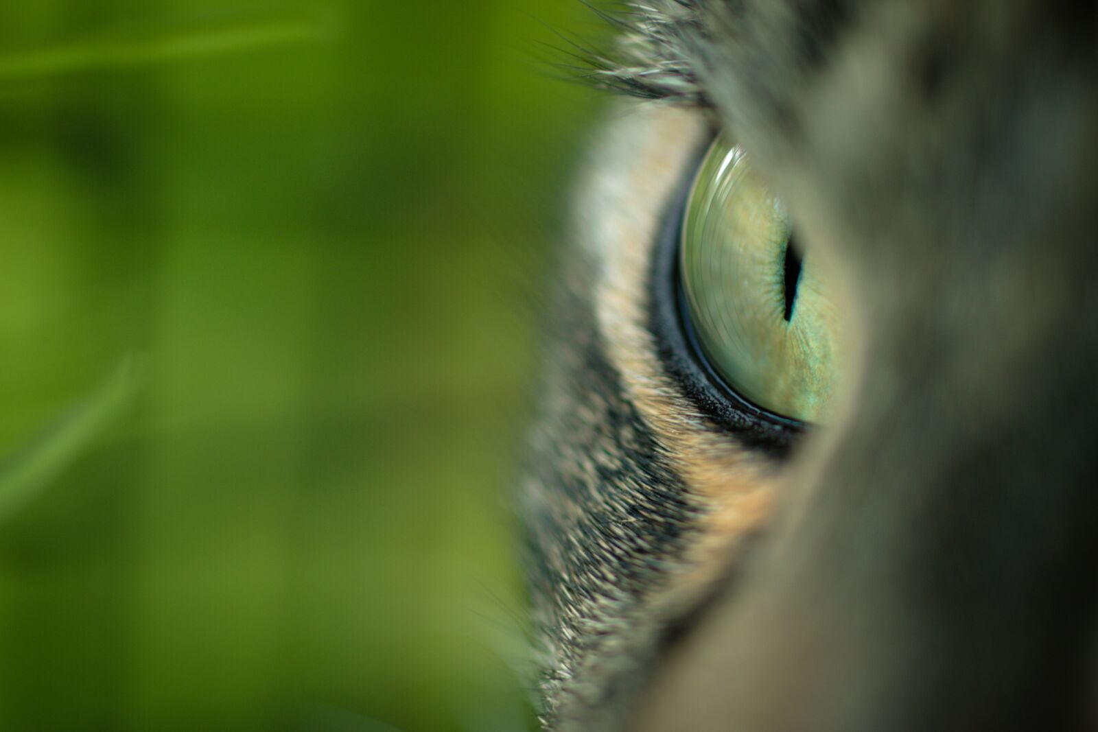 Canon EOS 70D + Canon EF 50mm F2.5 Macro sample photo. Cat's eye, cat, green photography