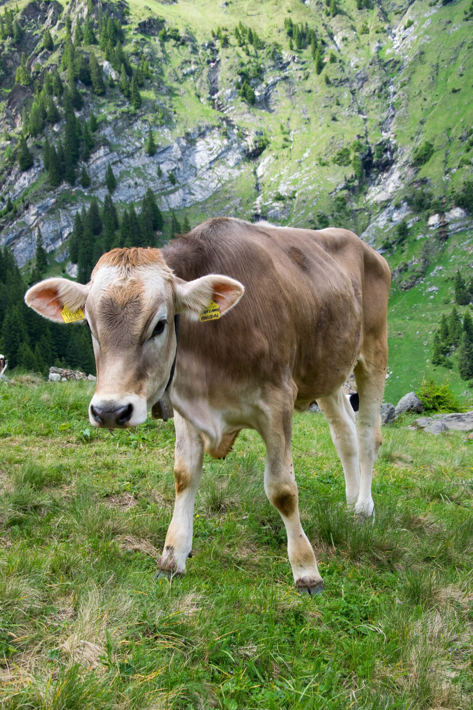 Nikon D5300 sample photo. Weidekuh, dairy cows, cow photography