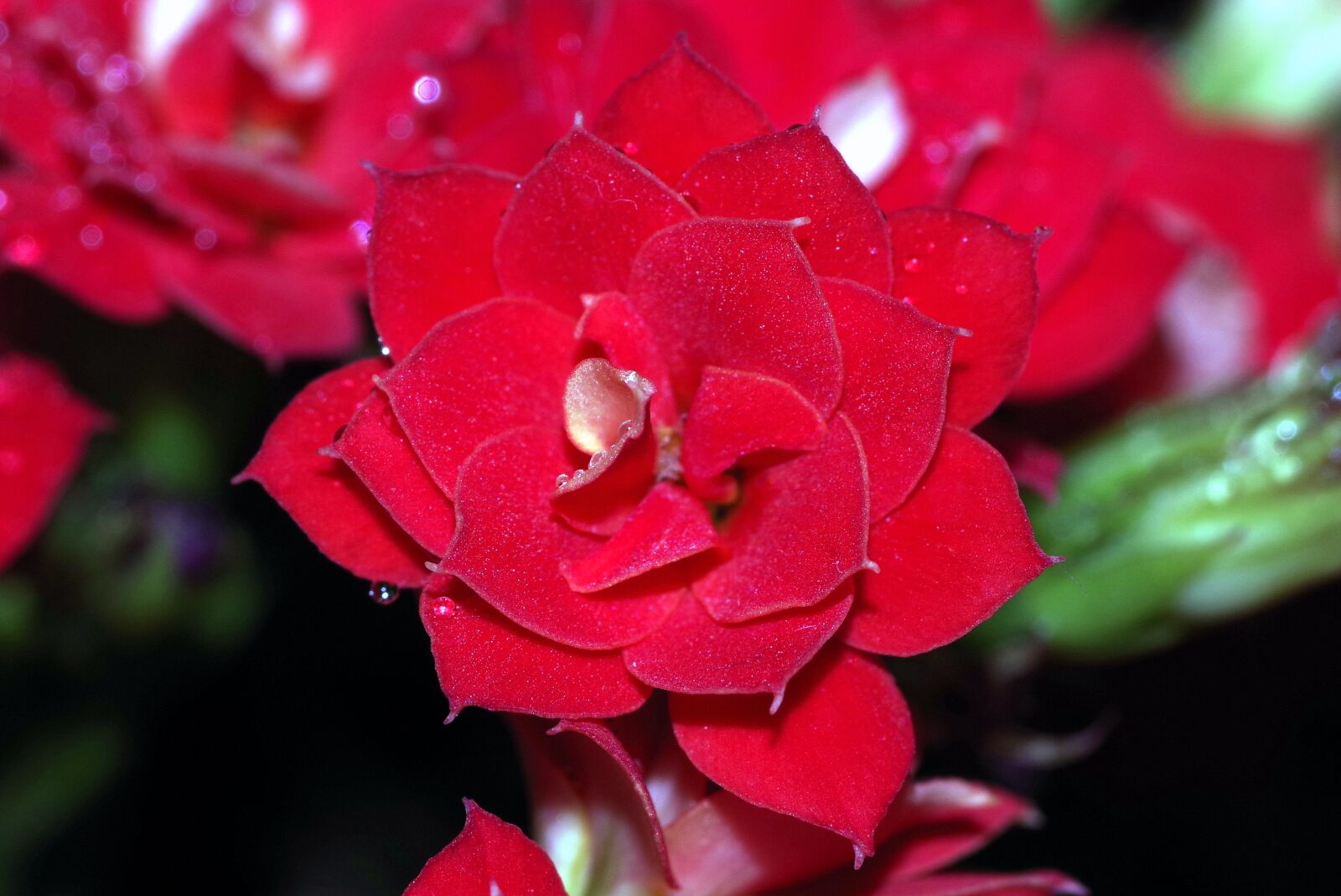 Pentax K-S2 sample photo. Rosa, drops, flower photography