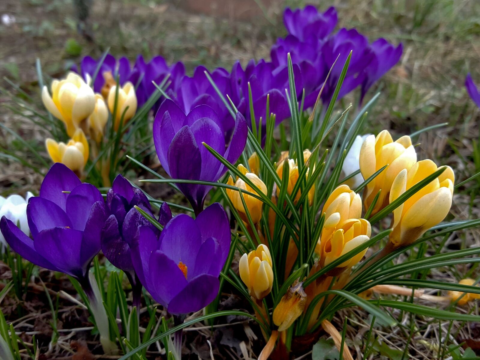 Samsung Galaxy S6 sample photo. Flower, nature, plant photography