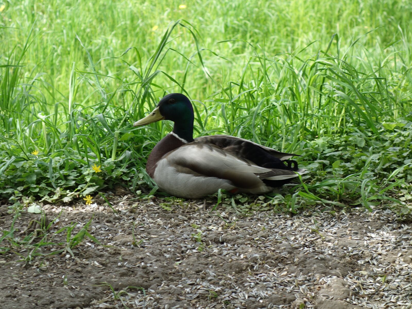 Sony Cyber-shot DSC-RX100 sample photo. Duck, nature, animals photography