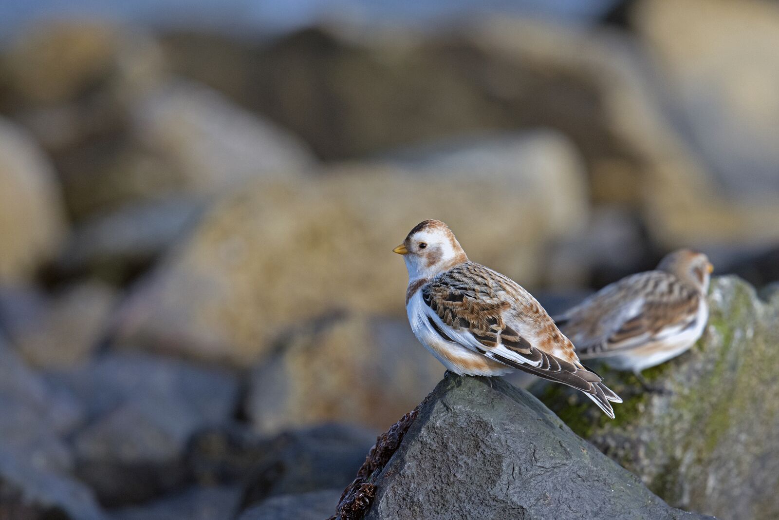 Nikon D500 sample photo. Songbirds, birds, snow bunting photography