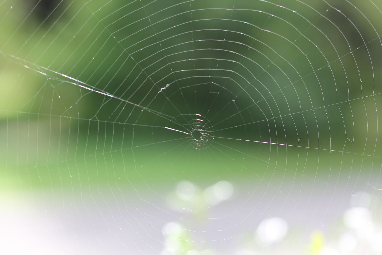 Canon EOS 60D + Canon EF-S 60mm F2.8 Macro USM sample photo. Spider web, network, pattern photography