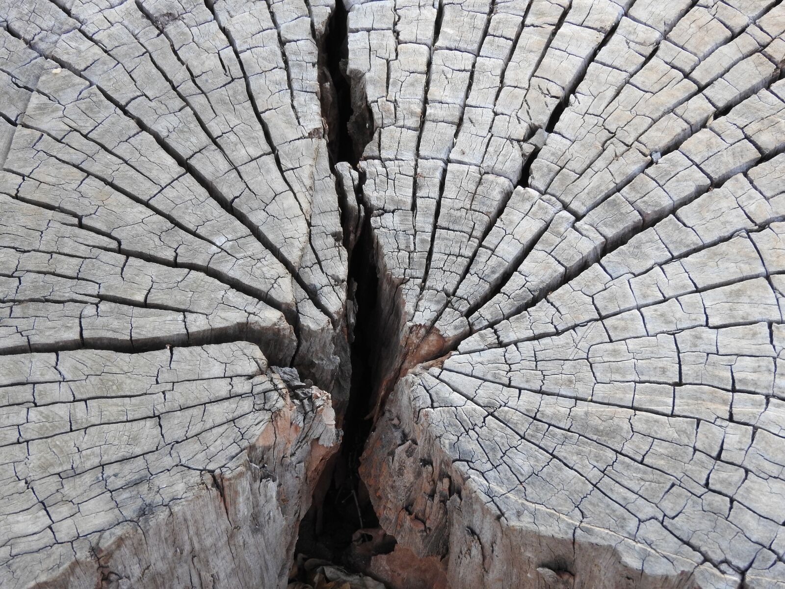 Nikon Coolpix P610 sample photo. Tree, rings, wood photography