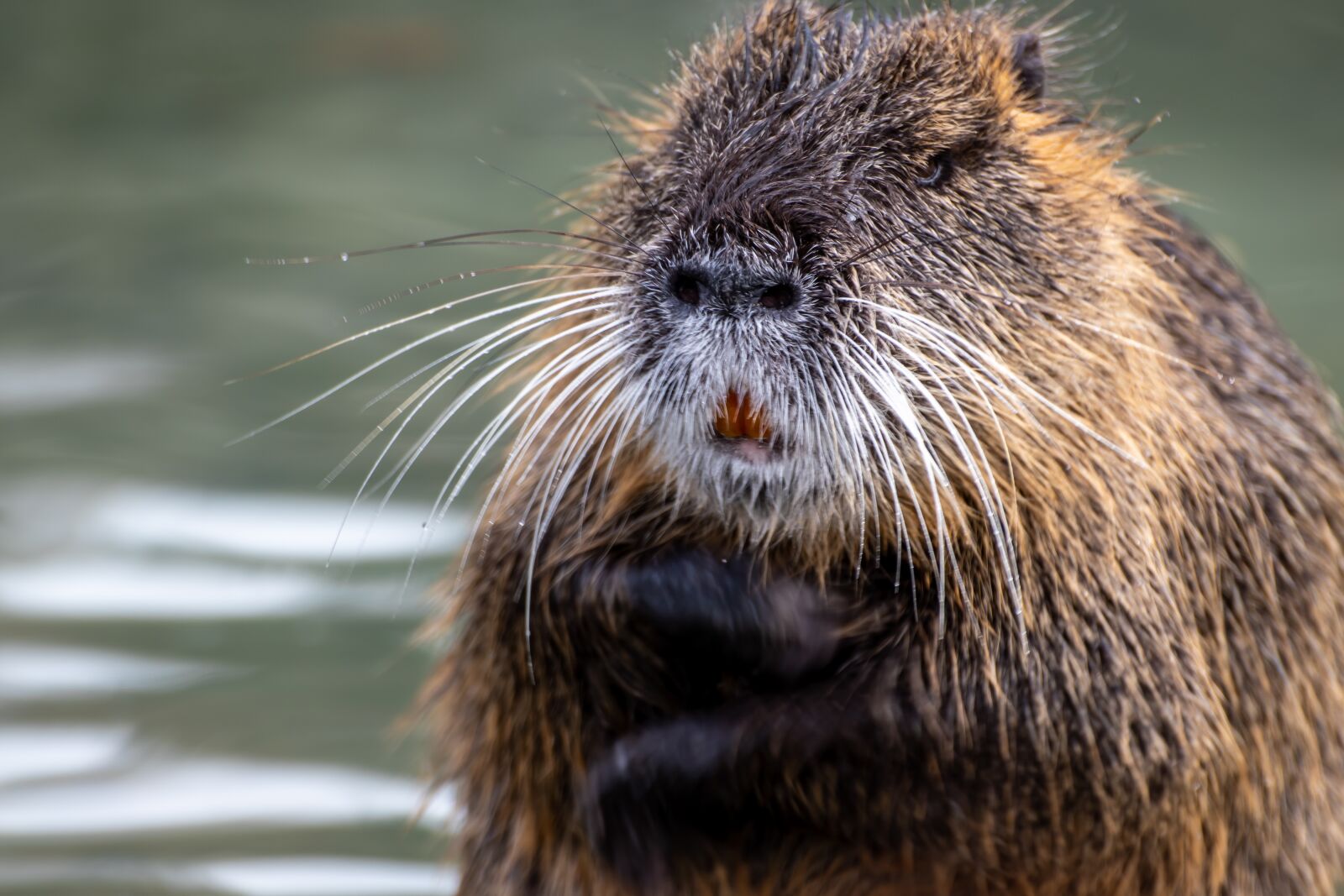 Canon EOS 200D (EOS Rebel SL2 / EOS Kiss X9) sample photo. Nutria, coypu, rodent photography
