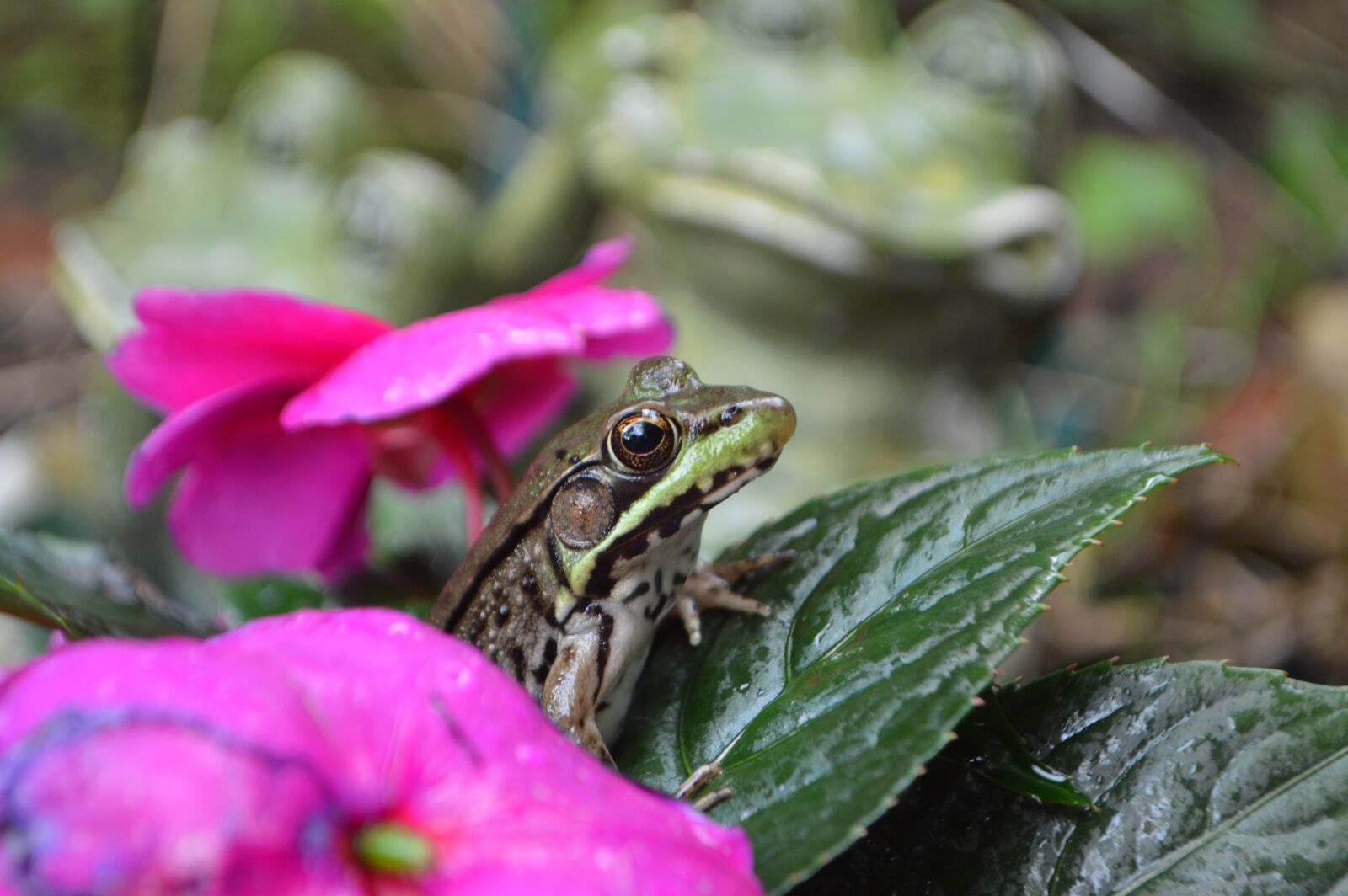 Nikon D3200 sample photo. Frog, frogs, green photography