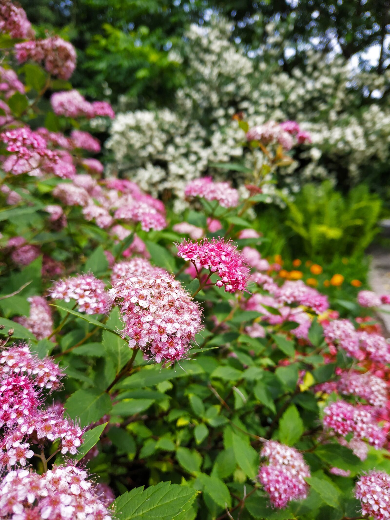 Xiaomi MI MAX 3 sample photo. Flower, bloom, nature photography