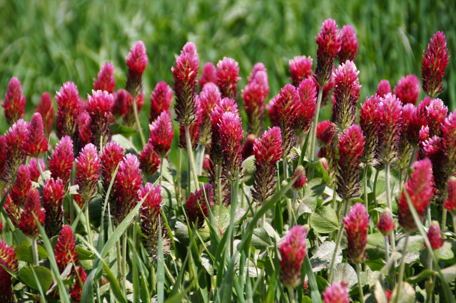 Sony SLT-A58 sample photo. Clover, red, fodder plants photography