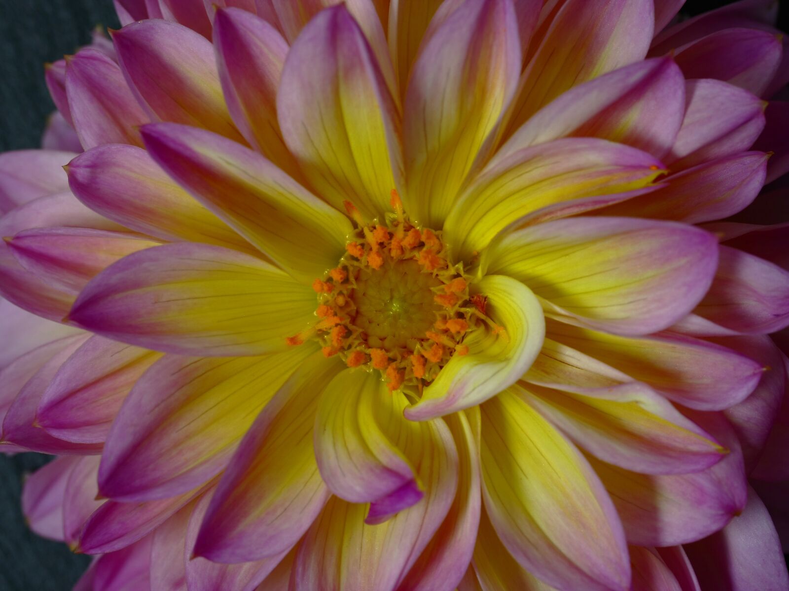 Canon EOS 40D sample photo. Pink dahlia close up photography