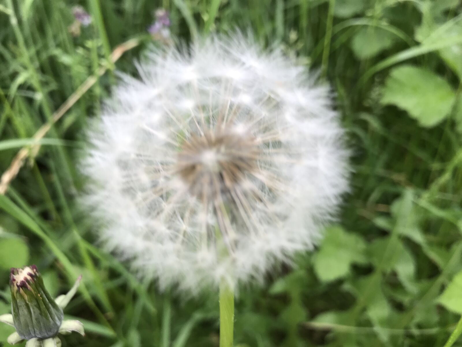 Apple iPhone 7 Plus sample photo. Dandelion clock, weeds, blowball photography
