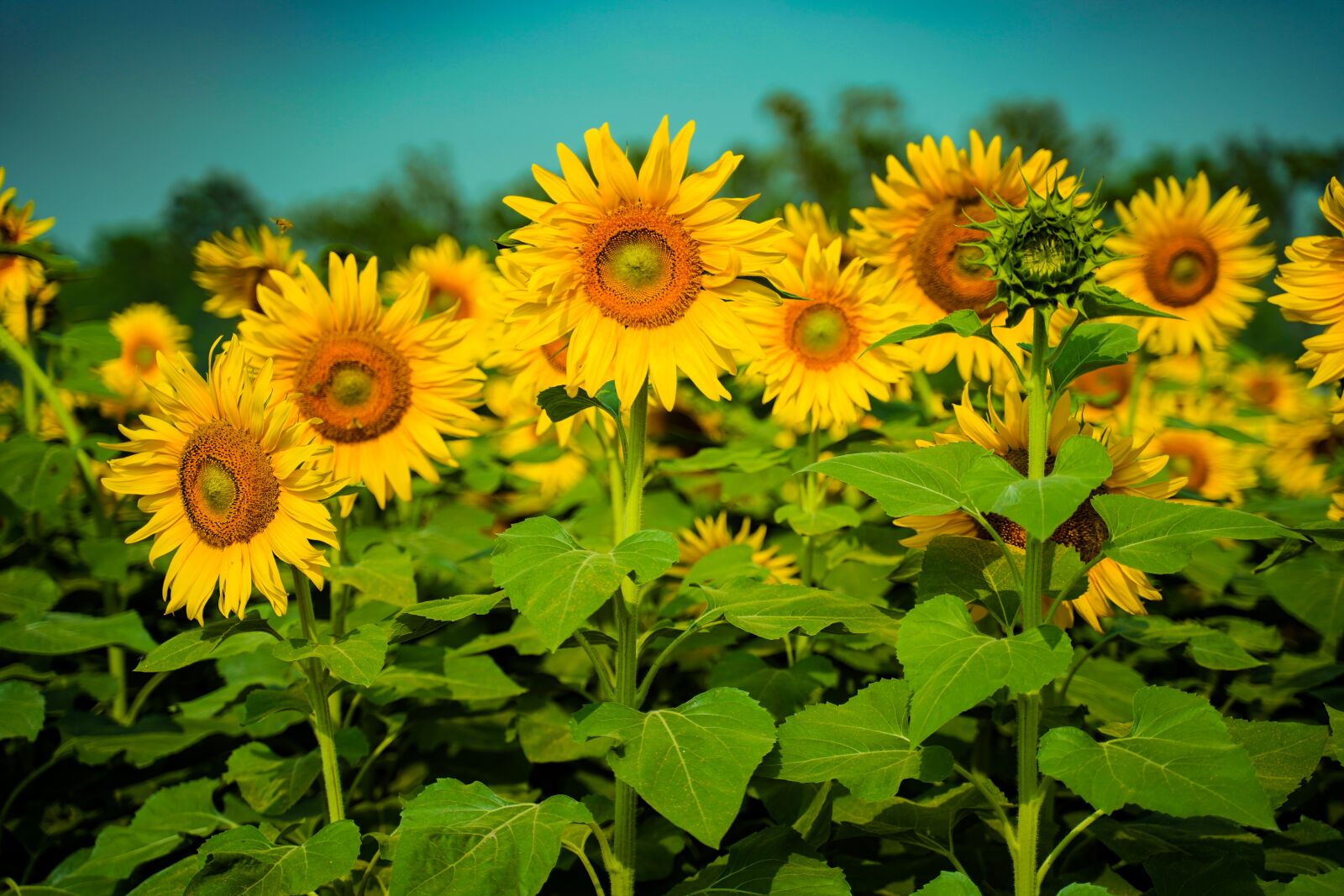 Sony a7 III + Tamron 28-75mm F2.8 Di III RXD sample photo. Flower, sunflower, nature photography