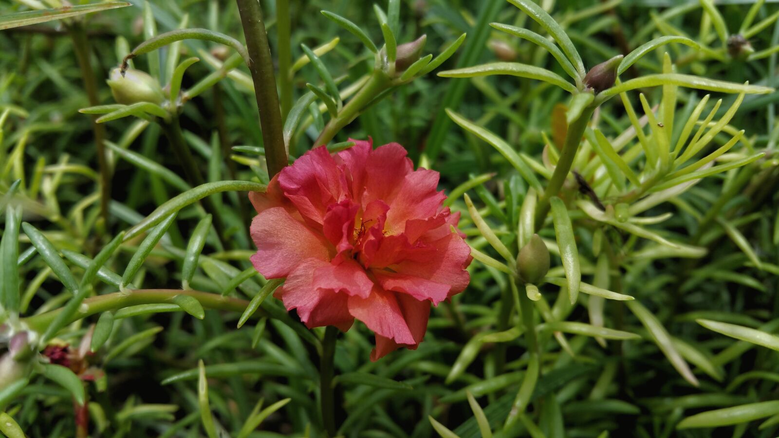 Samsung Galaxy Note4 sample photo. Red, flower, nature photography