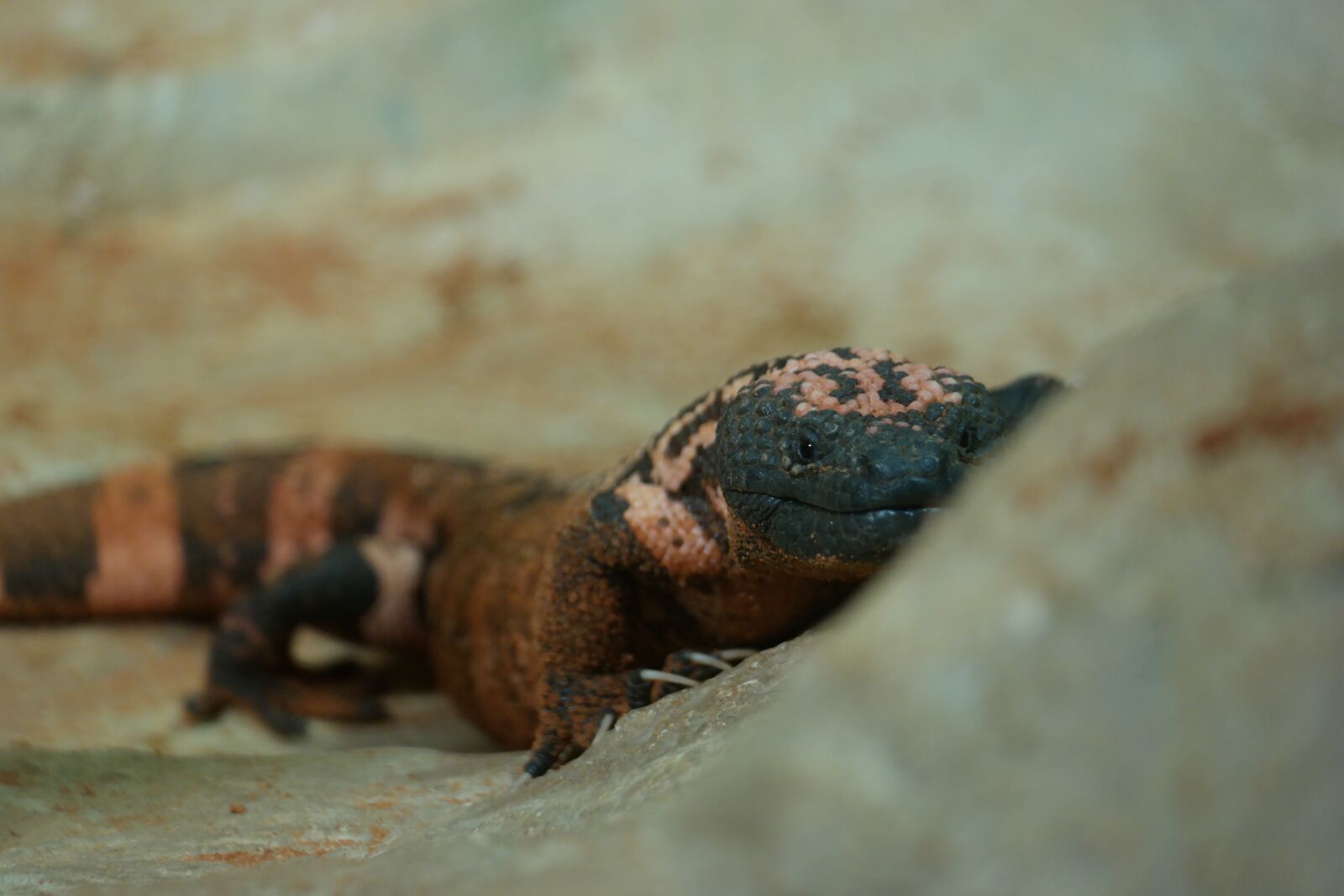 Samsung NX30 + NX 50-200mm F4-5.6 sample photo. Lizard, reptile, nature photography