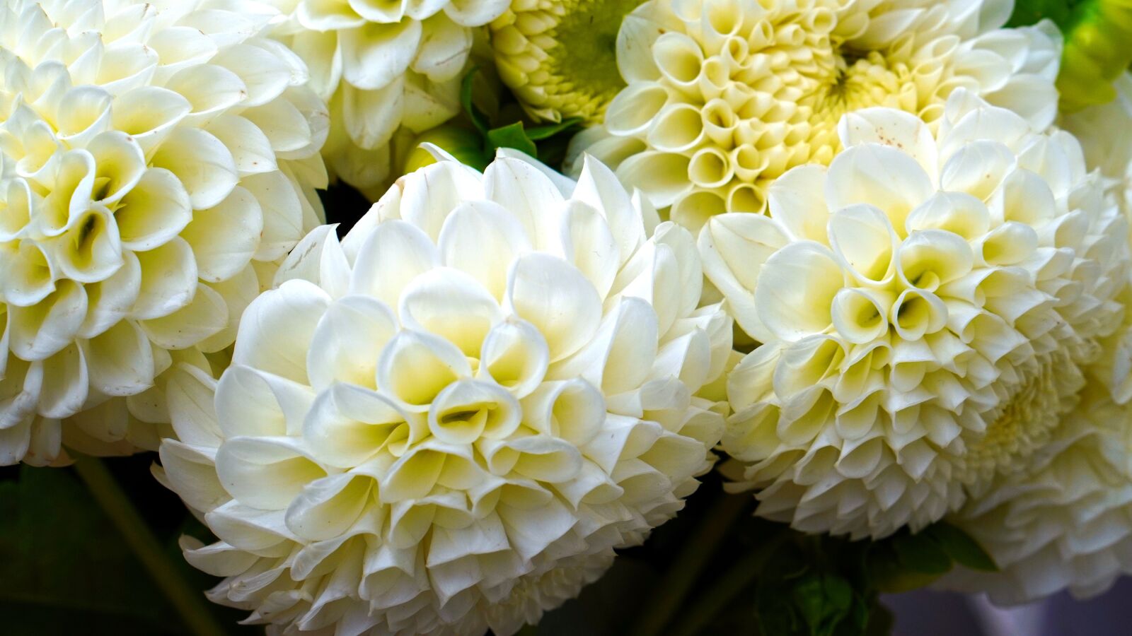 E 50mm F1.8 OSS sample photo. Dahlias, flower, blossom photography