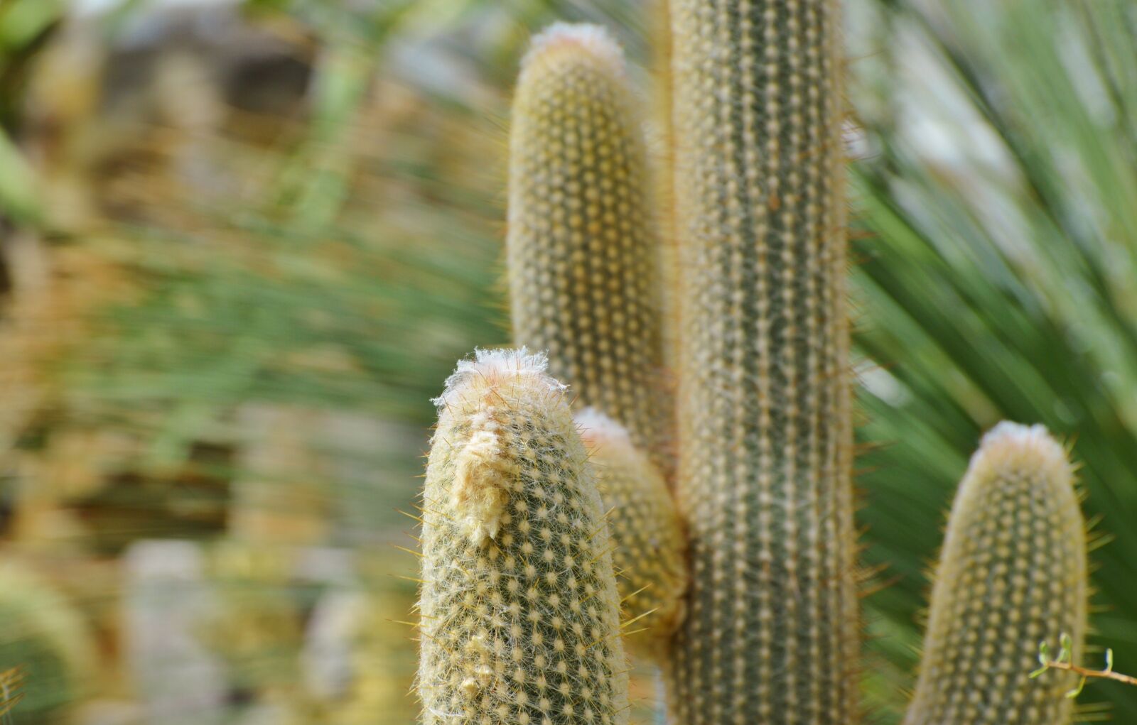 Nikon D3200 sample photo. Cactus, spur, green photography