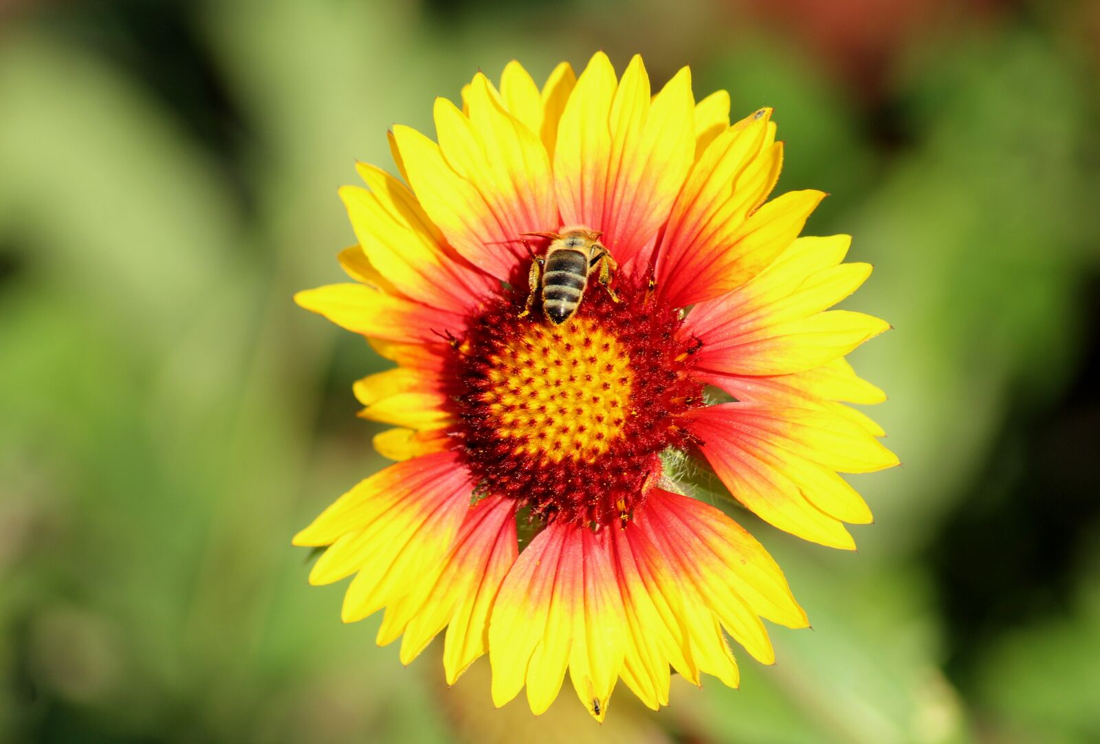 Canon EOS 1200D (EOS Rebel T5 / EOS Kiss X70 / EOS Hi) sample photo. Flower, insect, autumn photography