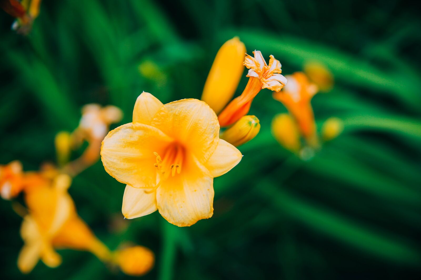 Canon EOS 6D sample photo. Flower, bloom, landscape photography