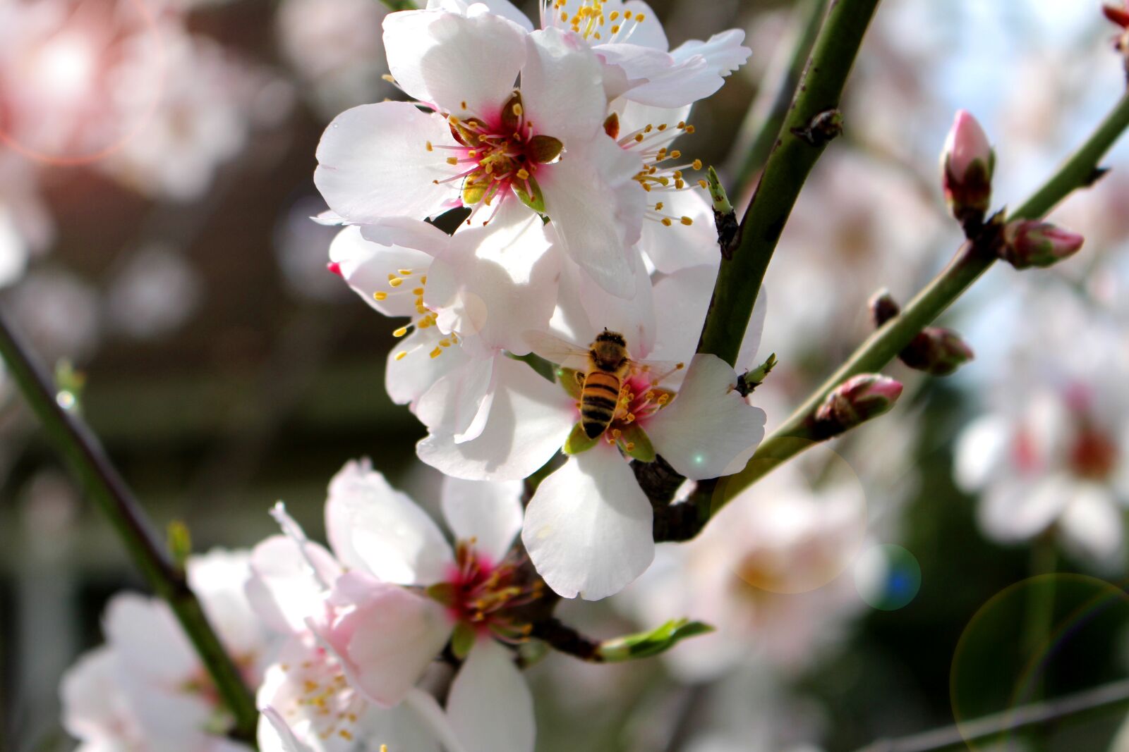 Canon EOS 700D (EOS Rebel T5i / EOS Kiss X7i) sample photo. Bee, blossom, spring photography
