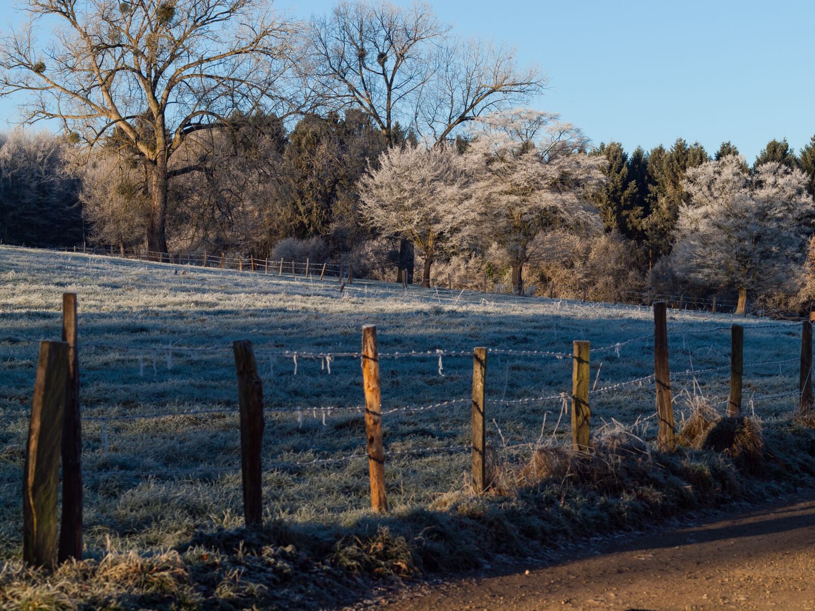 OLYMPUS 50mm Lens sample photo. Cold, frost, winter photography