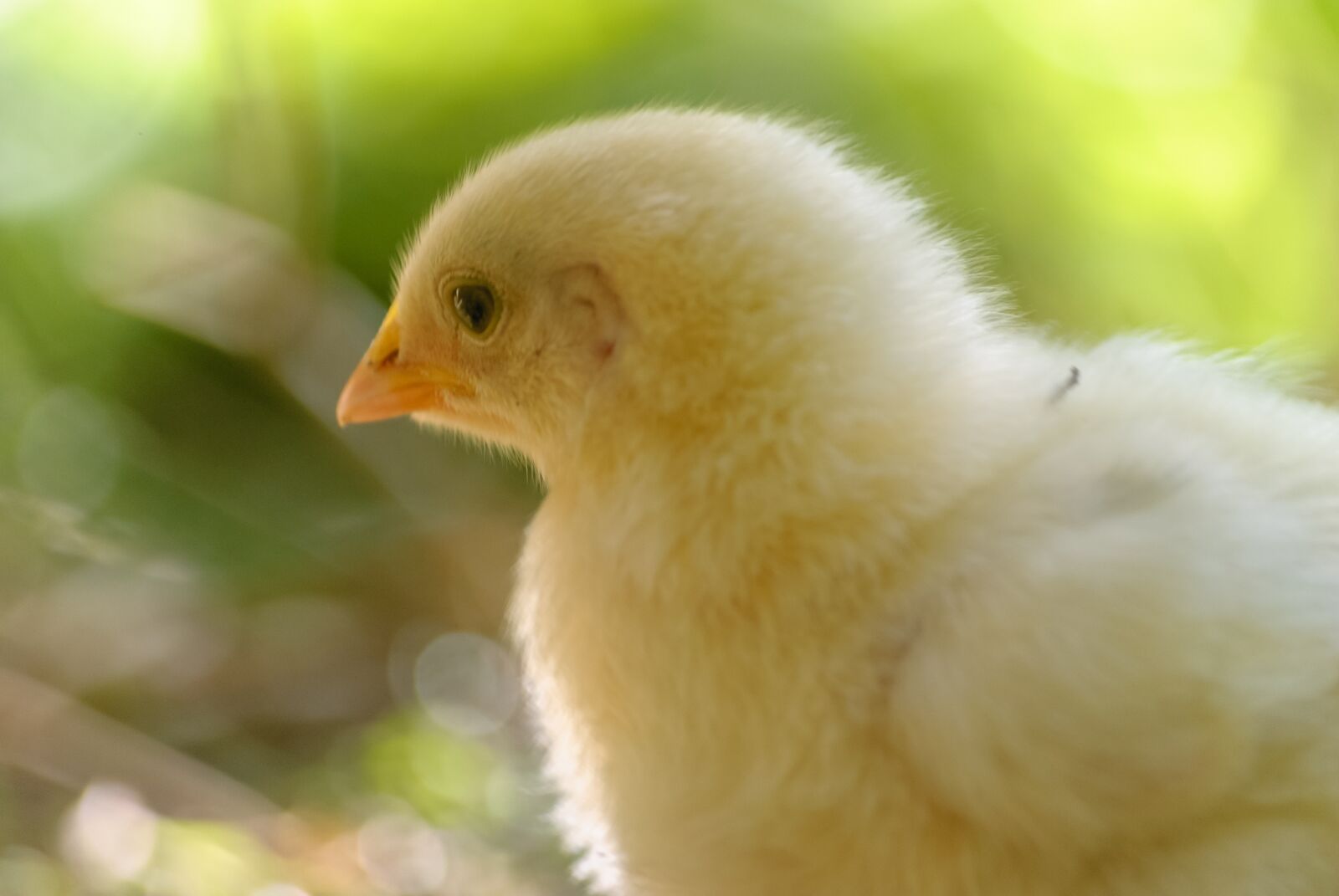 Nikon D80 sample photo. Chick, yellow, animal photography