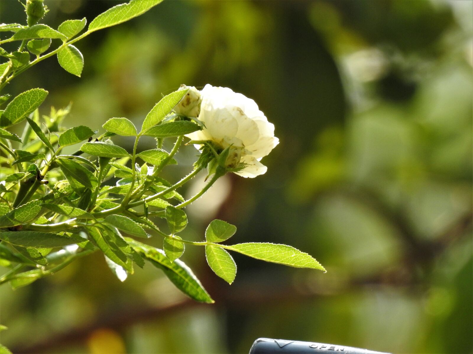 Nikon Coolpix P900 sample photo. White rose, rose, bloom photography