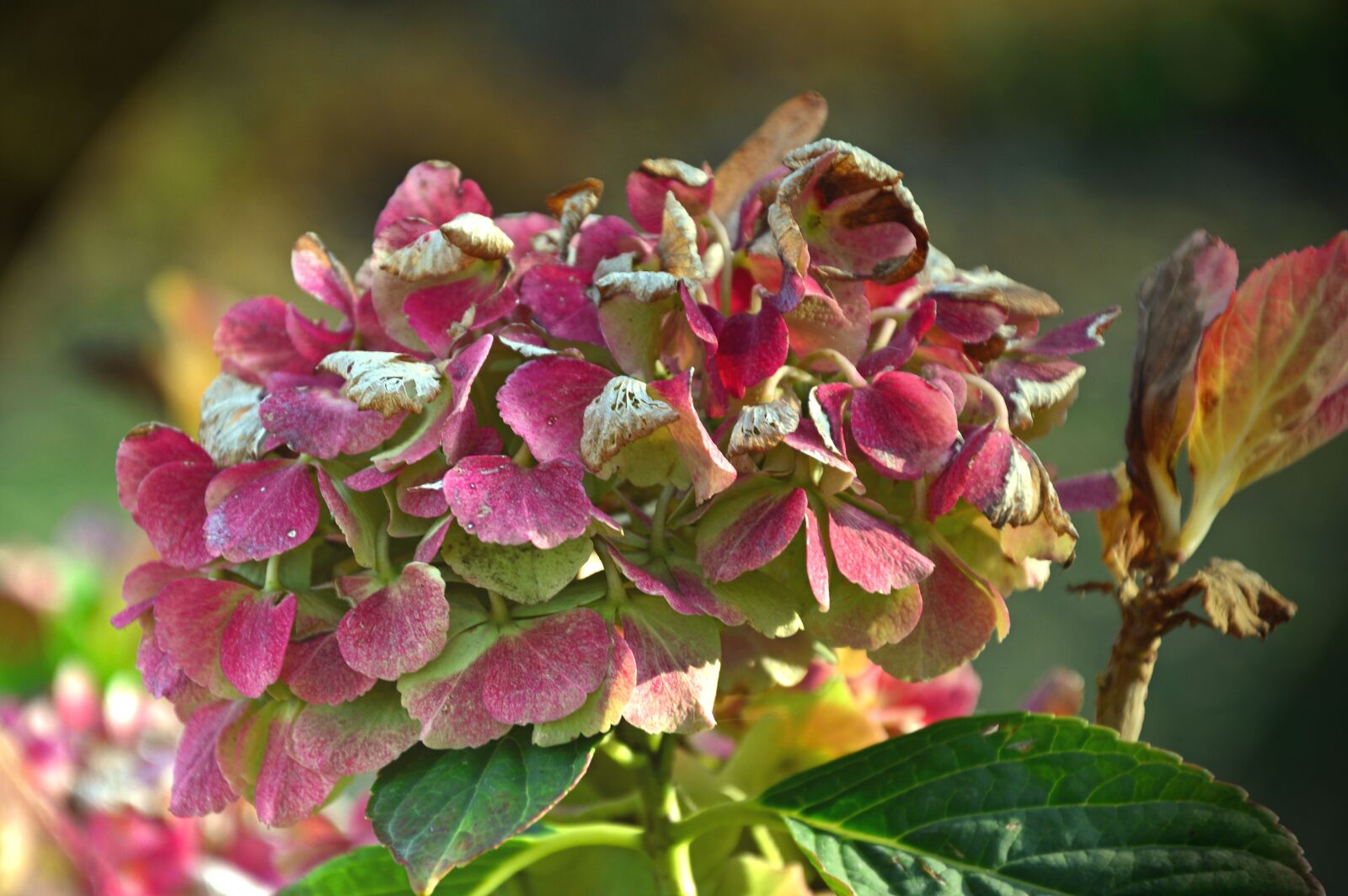 Nikon D3200 sample photo. Hydrangea, blossom, bloom photography