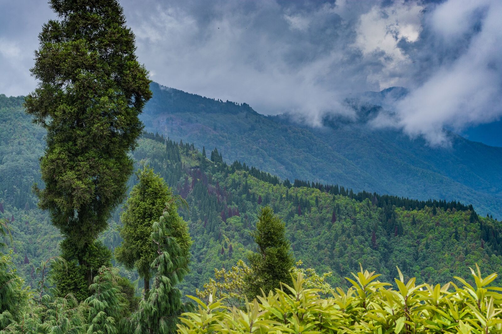 Nikon D5200 sample photo. Nature, tree, mountain photography