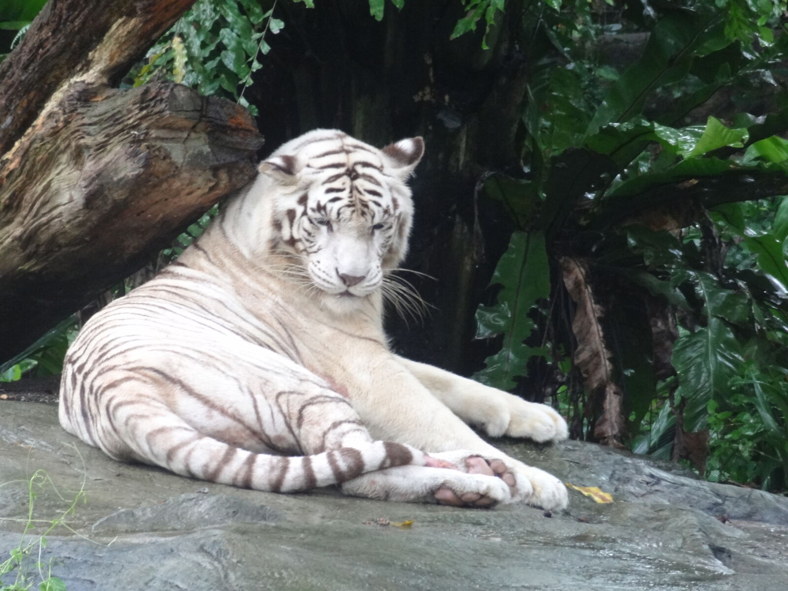 Sony Cyber-shot DSC-HX9V sample photo. White, tiger photography