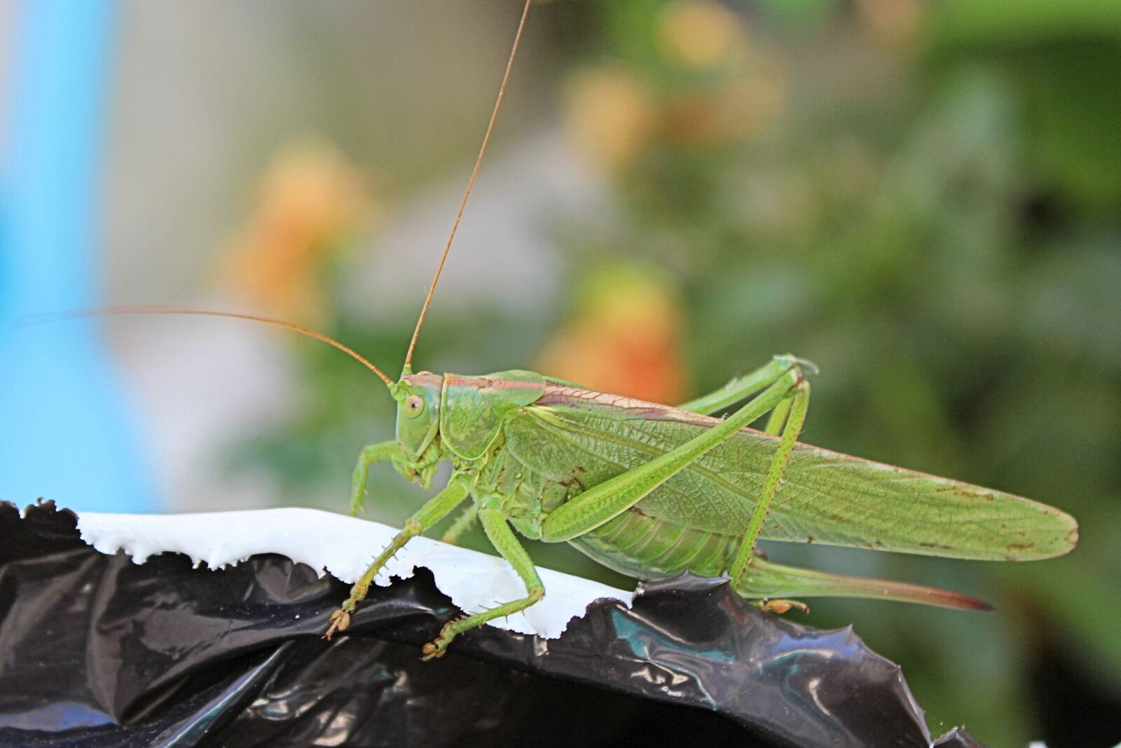Canon EOS 600D (Rebel EOS T3i / EOS Kiss X5) sample photo. Grasshopper, insect, green photography