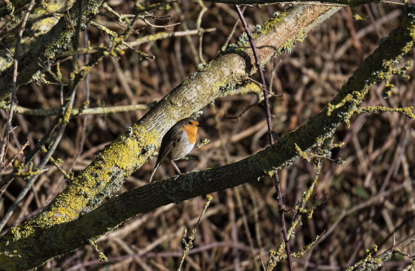 Canon EOS 7D Mark II sample photo