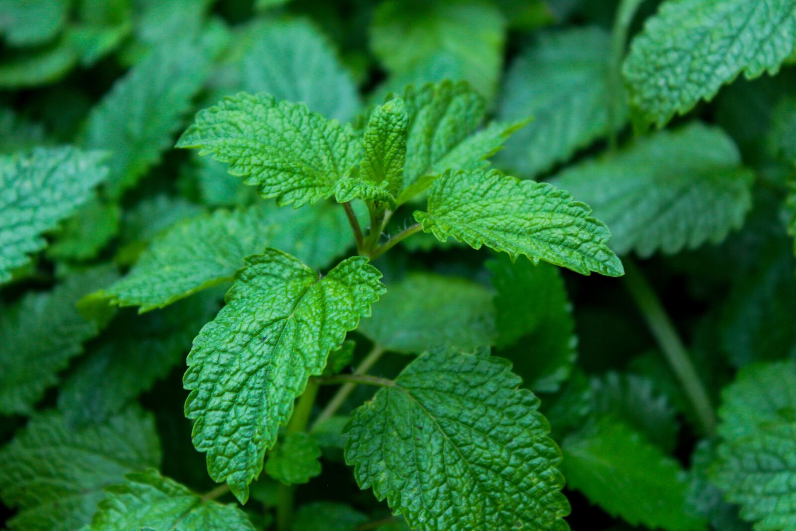 Canon EOS 1300D (EOS Rebel T6 / EOS Kiss X80) sample photo. Melissa, melissa officinalis, aromatic photography