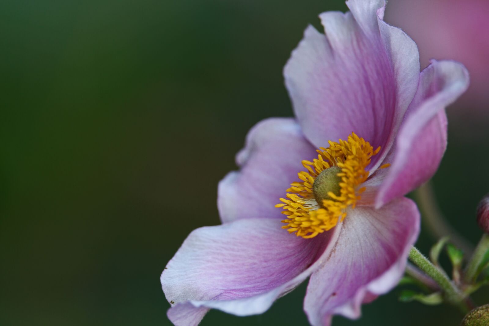 Canon EF-S 55-250mm F4-5.6 IS STM sample photo. Annemone, fall anemone, pollen photography