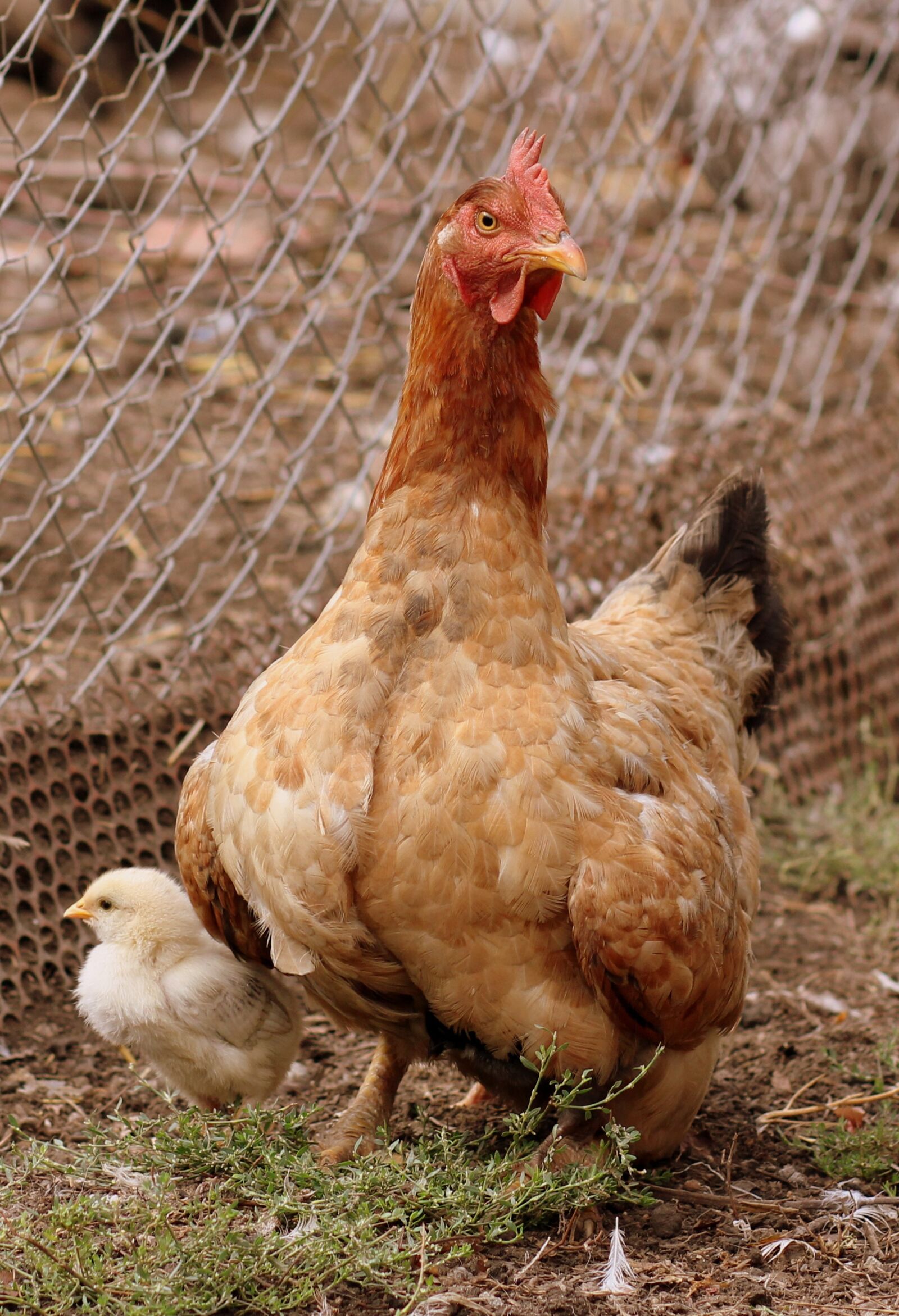 Canon EOS 700D (EOS Rebel T5i / EOS Kiss X7i) + Canon EF 85mm F1.8 USM sample photo. Gaina, chicken, mom photography