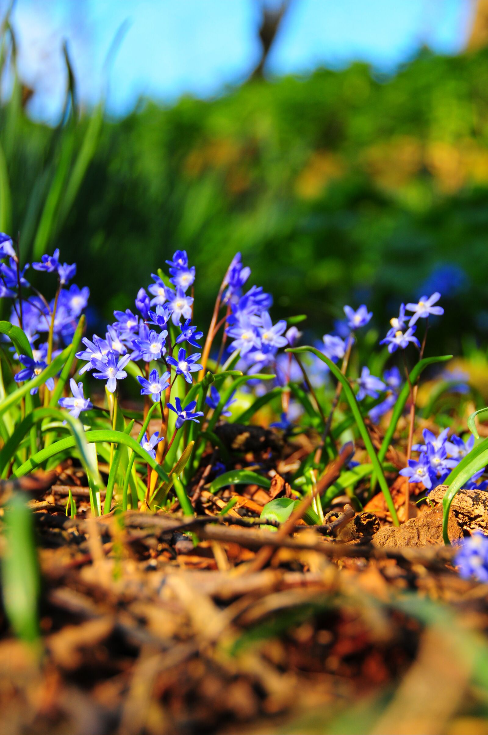 Nikon D300 sample photo. Bluebell, spring, bloom photography