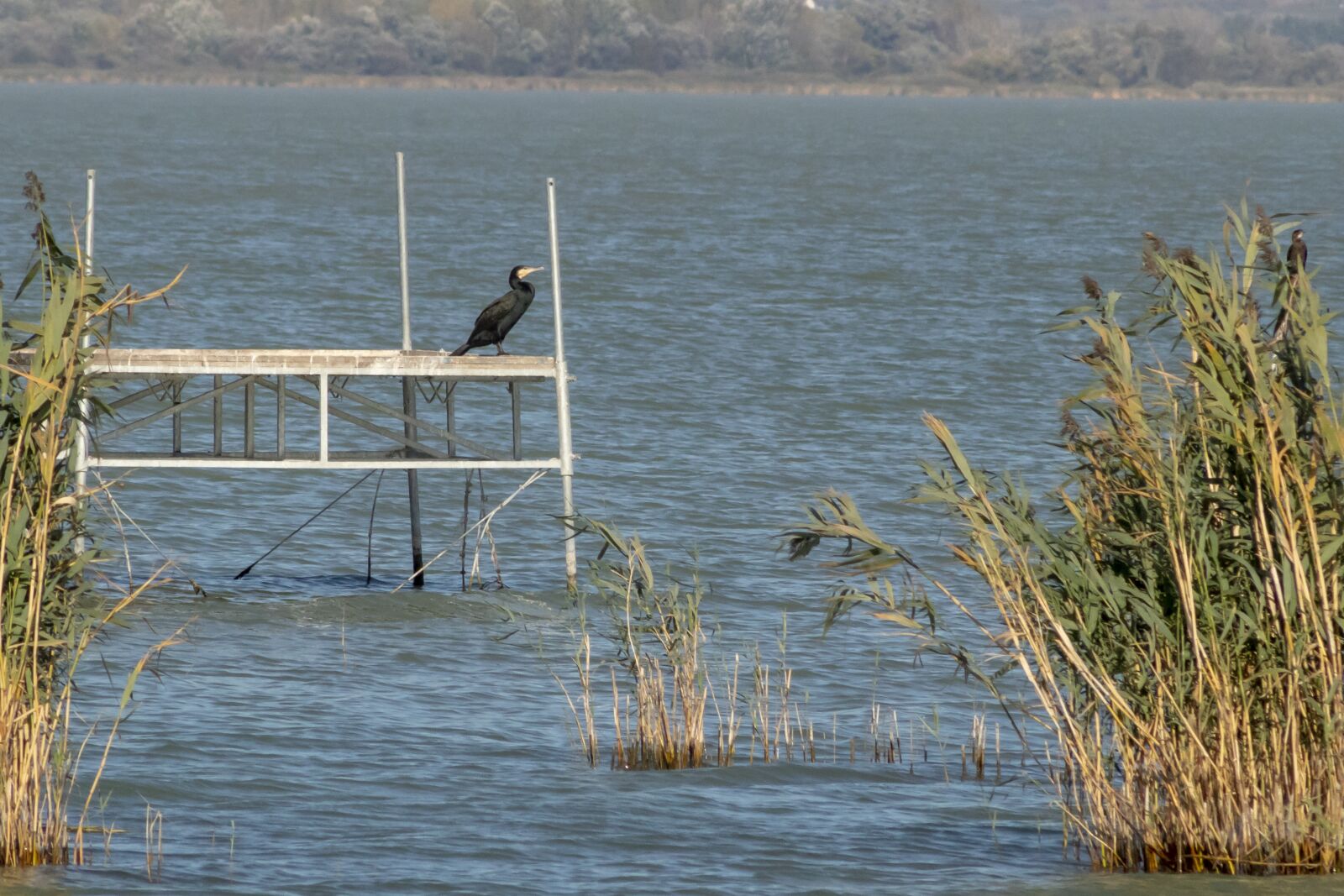 Canon EF75-300mm f/4-5.6 sample photo. Cormorant, bird, water bird photography