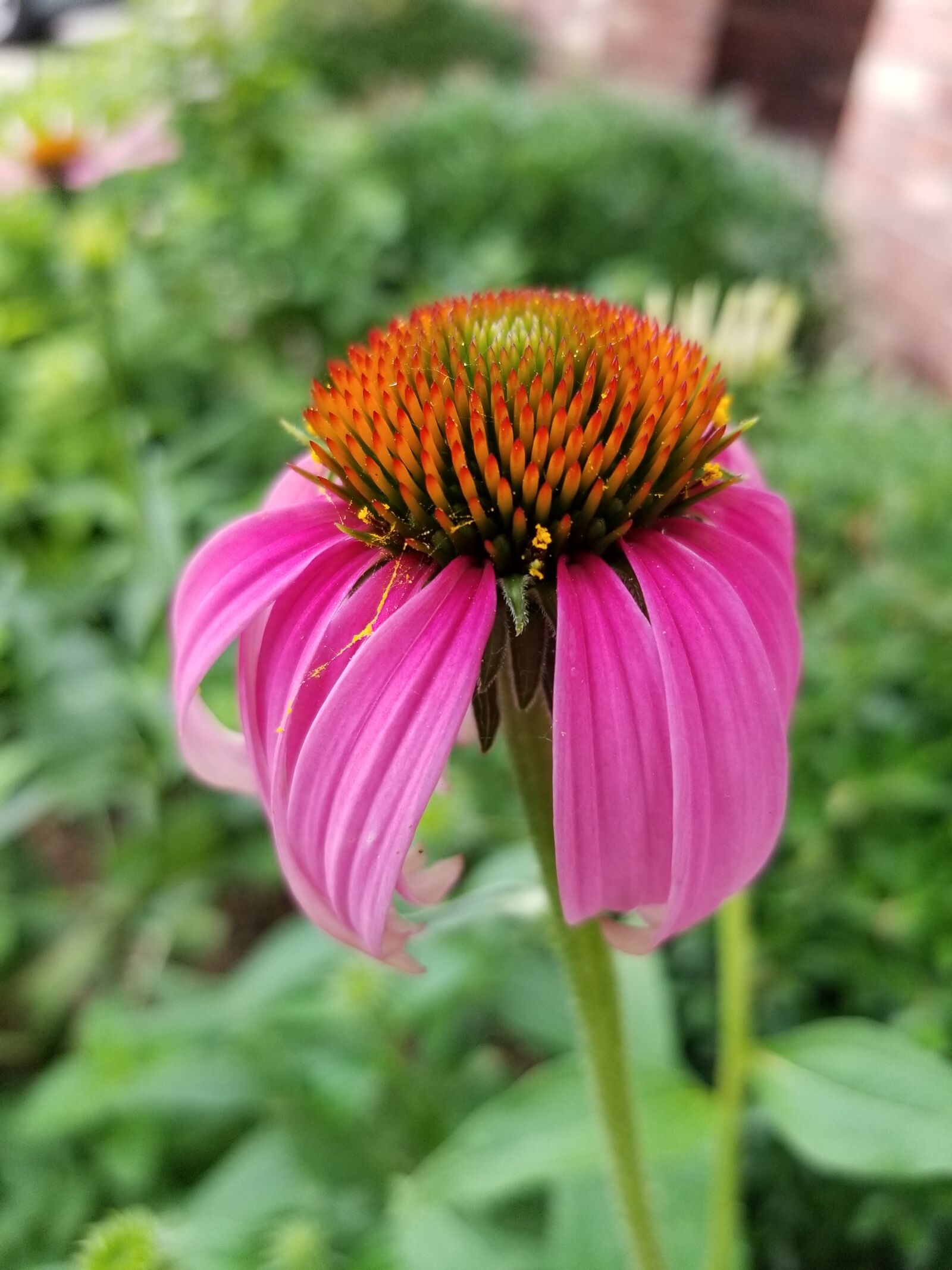 Samsung Galaxy S8+ sample photo. Echinacea angustifolia, cone flower photography