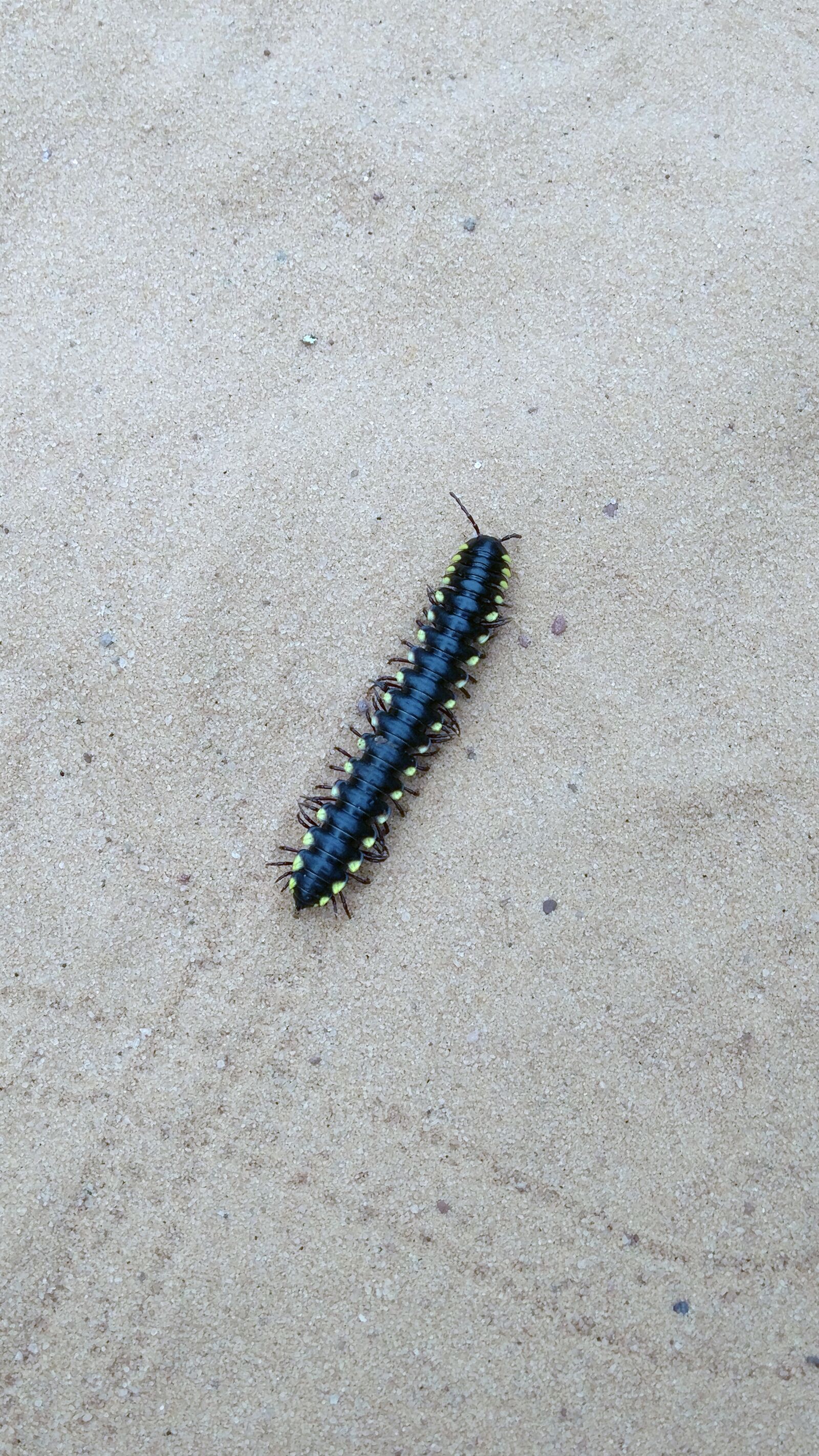 Xiaomi MIX sample photo. Caterpillar, insect, nature photography