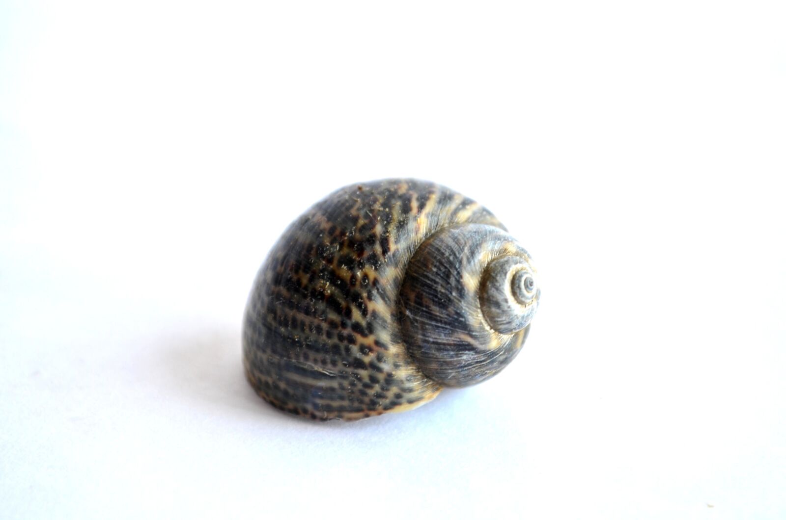 Nikon D5100 sample photo. Shell, mollusk, snail, anima photography
