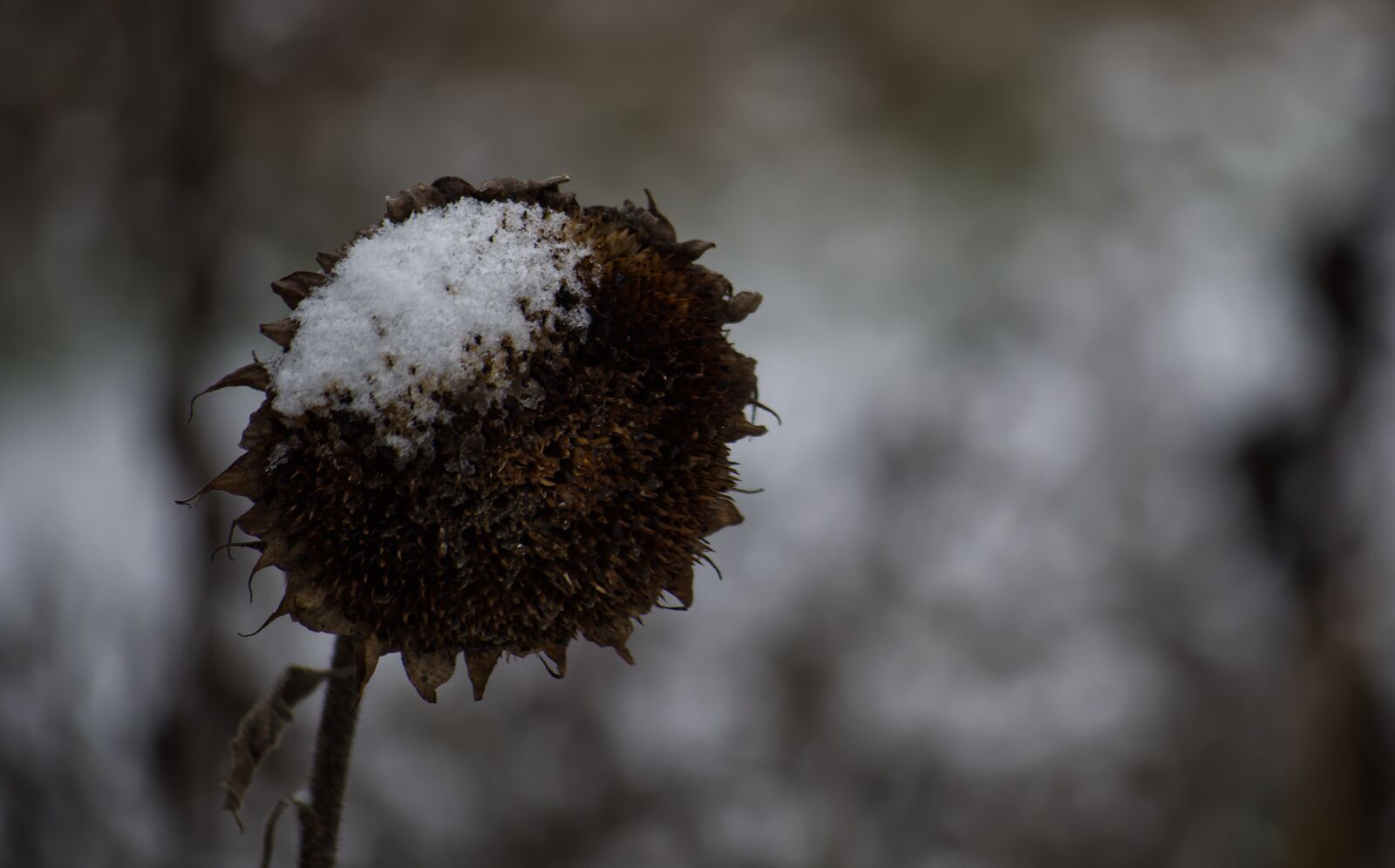 Nikon D5500 sample photo. Sunflower, winter, snow photography
