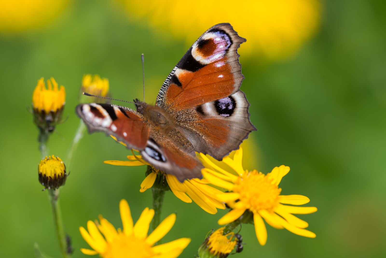 Nikon D800 sample photo. Butterfly, peacock butterfly, close photography