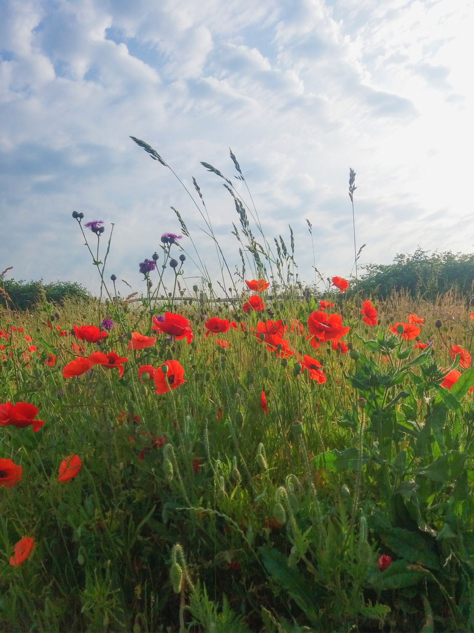 Samsung Galaxy J5(2016) sample photo. Poppy, field, summer photography