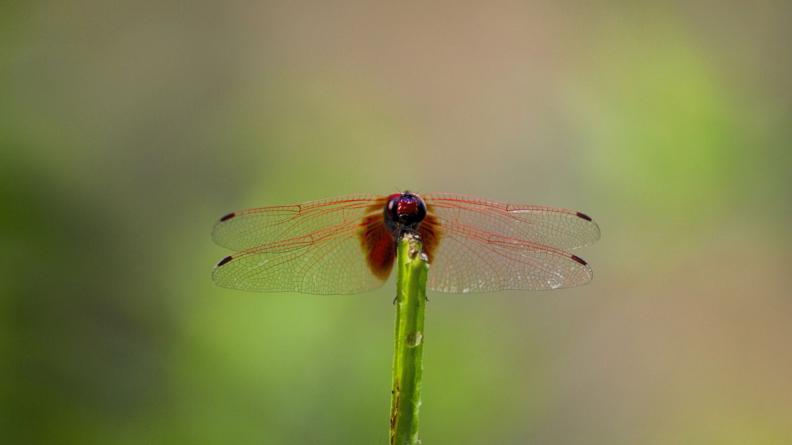 Canon EOS 700D (EOS Rebel T5i / EOS Kiss X7i) sample photo. Dragonfly, red dragonfly, red photography