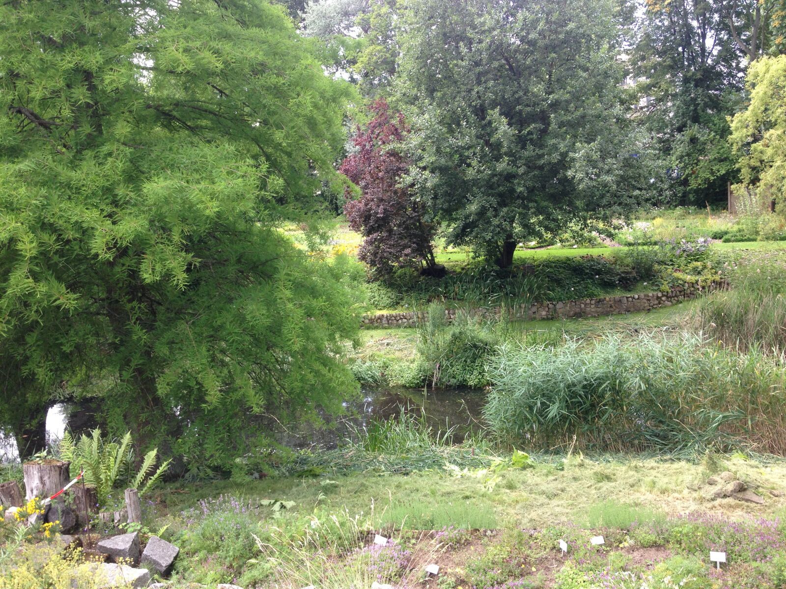 iPhone 4S back camera 4.28mm f/2.4 sample photo. Nature, tree, forest photography