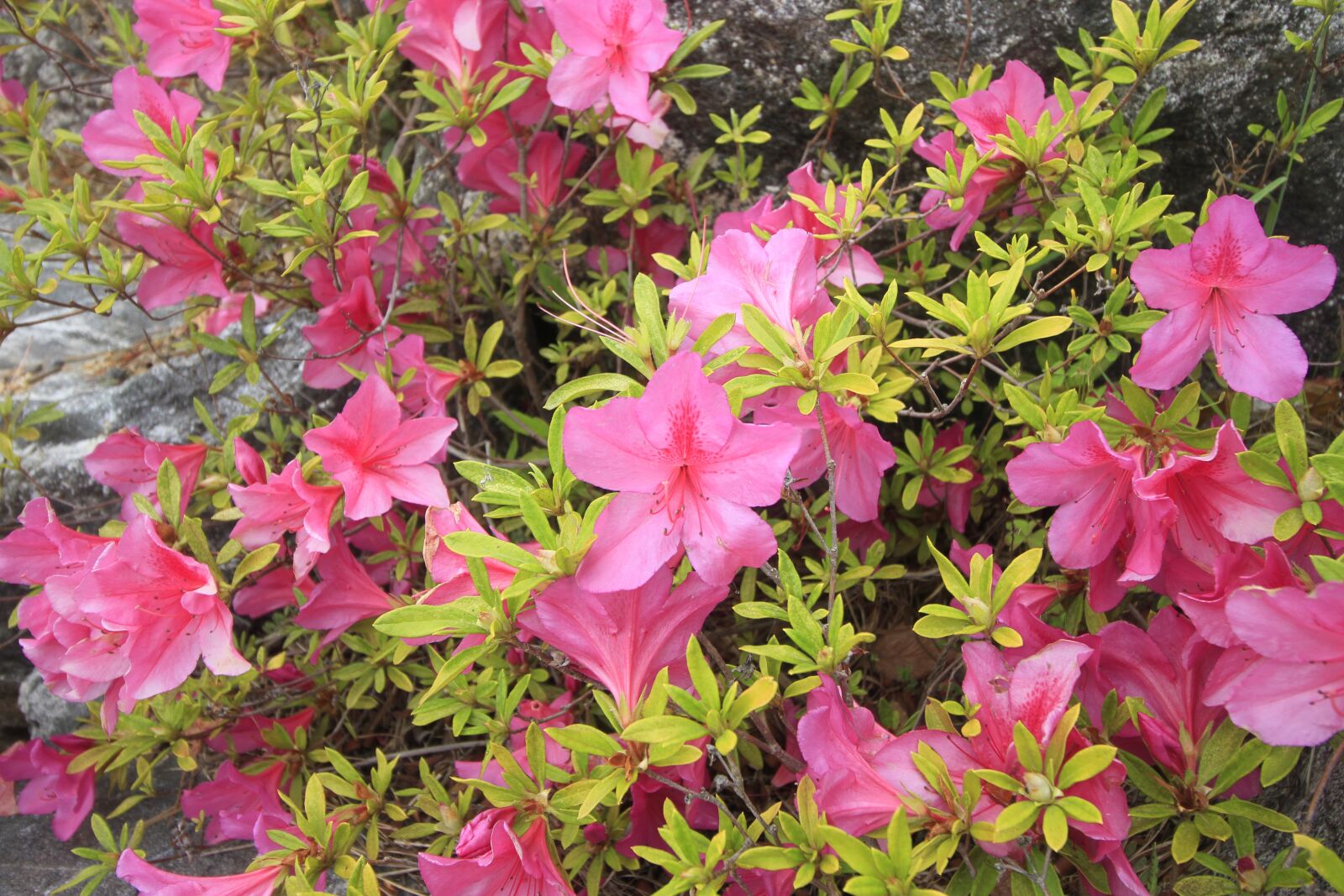 Canon EOS 7D sample photo. Pohang, everywhere park, azalea photography