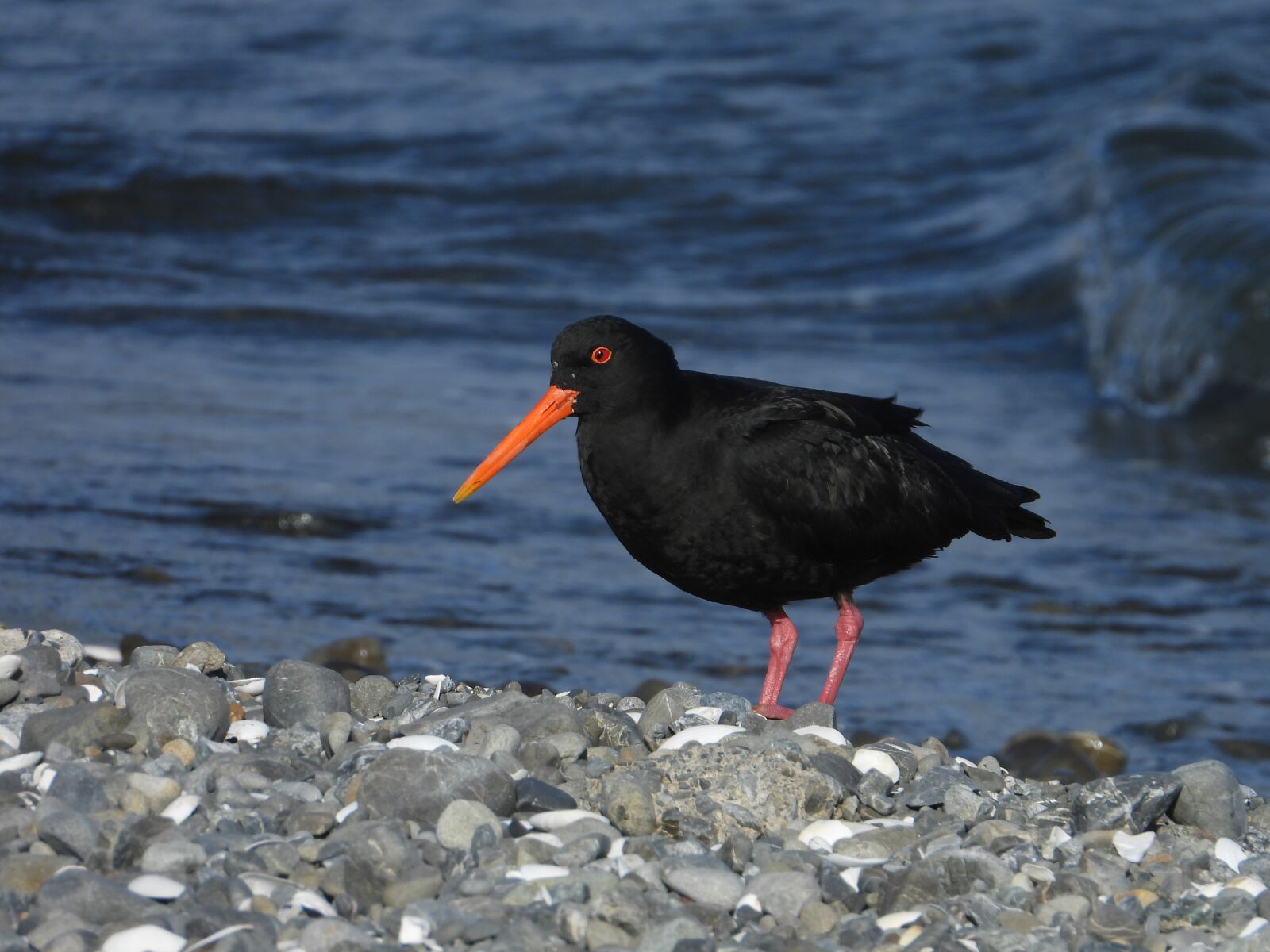 Nikon Coolpix P1000 sample photo. New zealand, oyster catcher photography