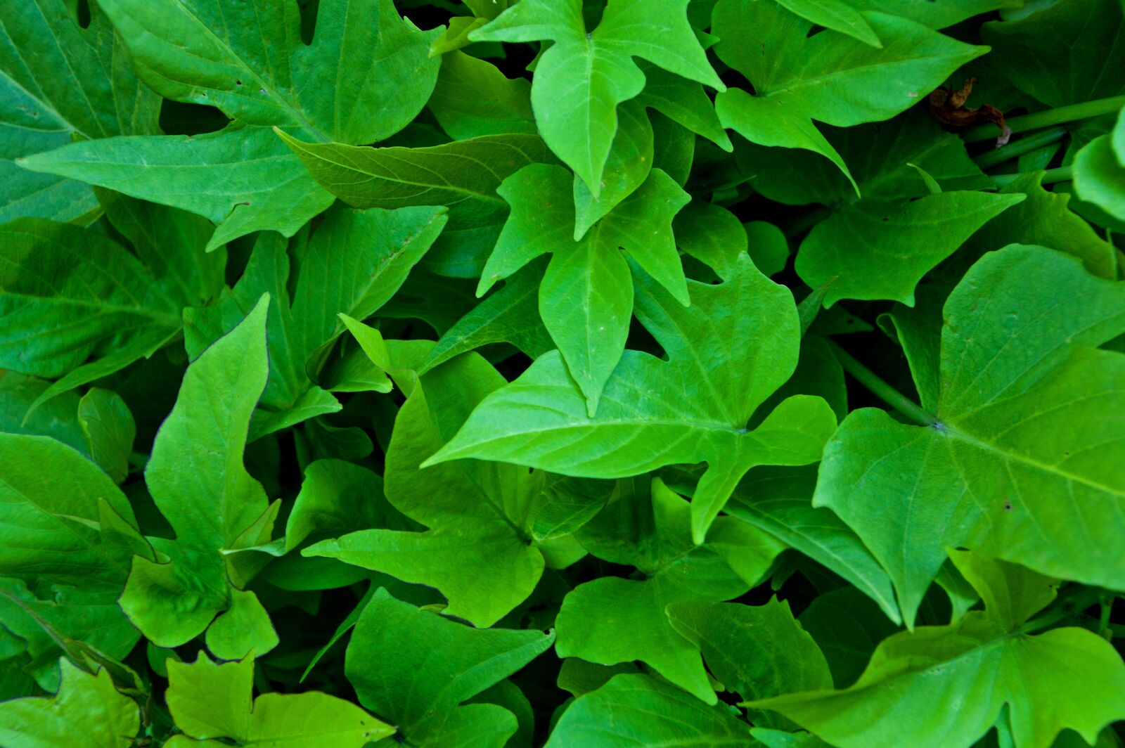 Nikon D3200 sample photo. Leaves, green, ivy photography