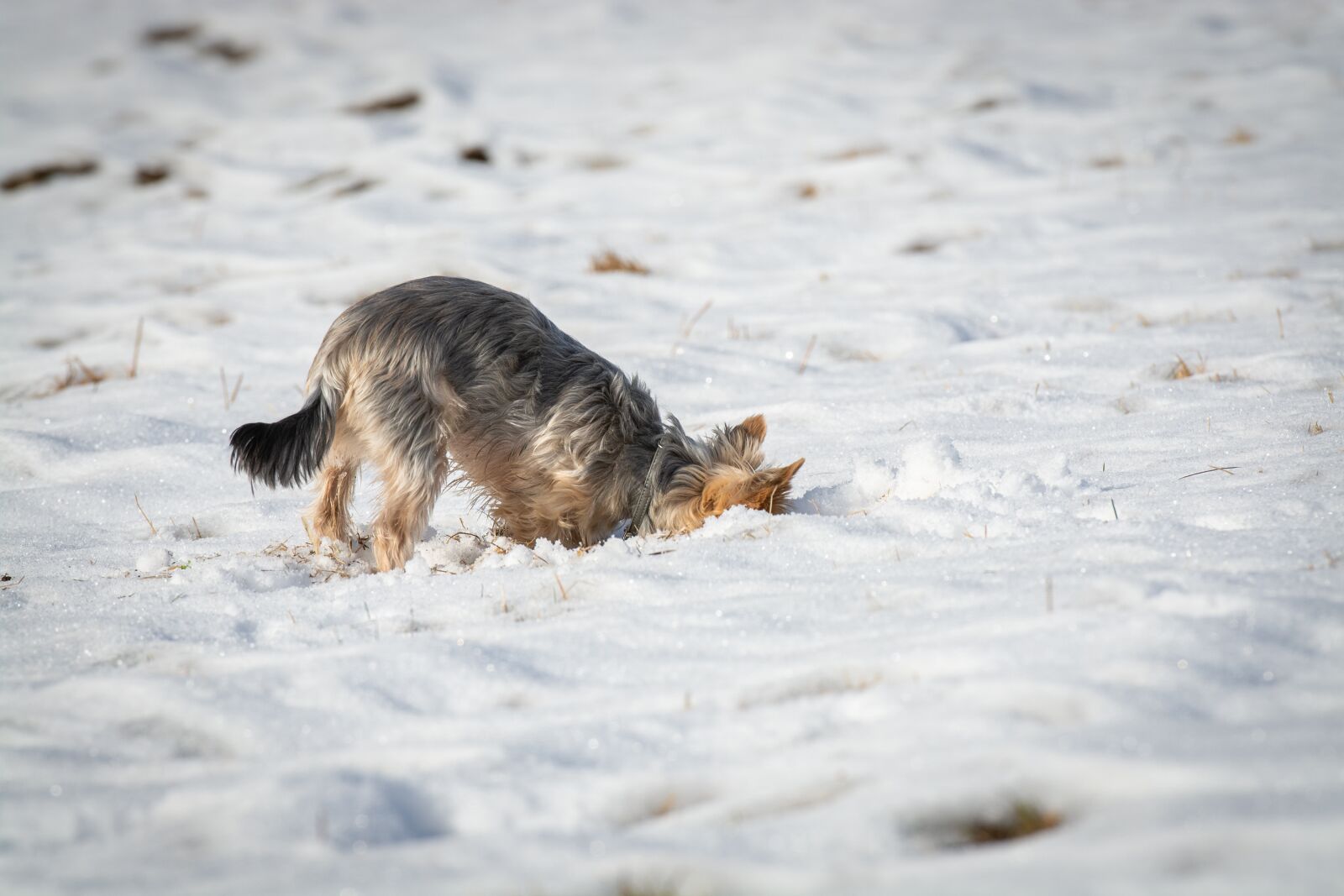 Nikon D7100 sample photo. Dog, small, winter photography