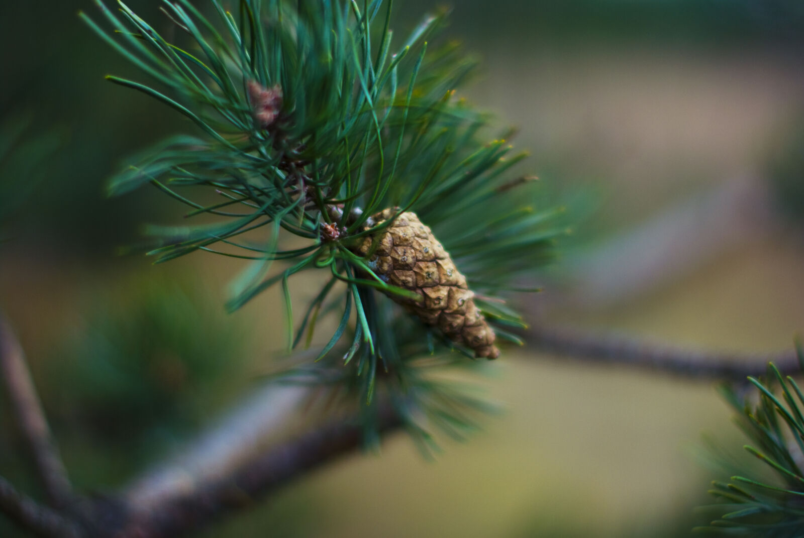 Nikon D60 sample photo. Wood, nature, cone, forrest photography