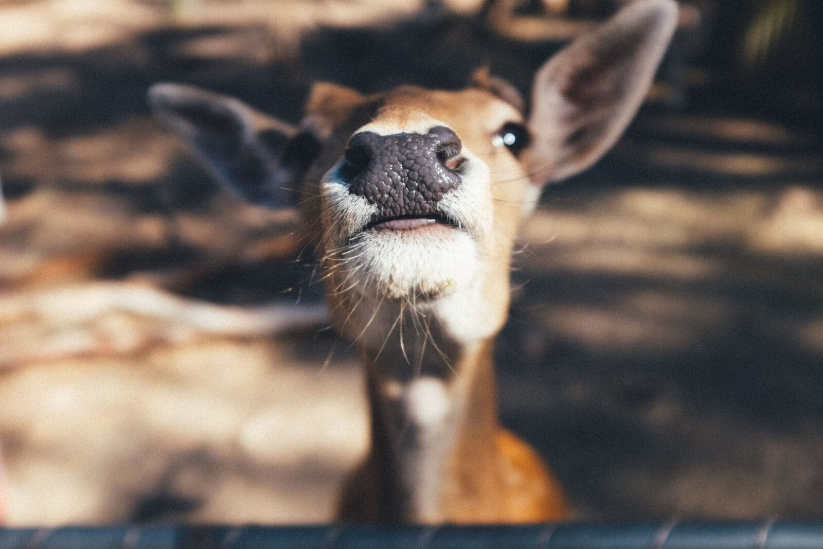 Fujifilm X100S sample photo. Animal, cute, deer, nose photography