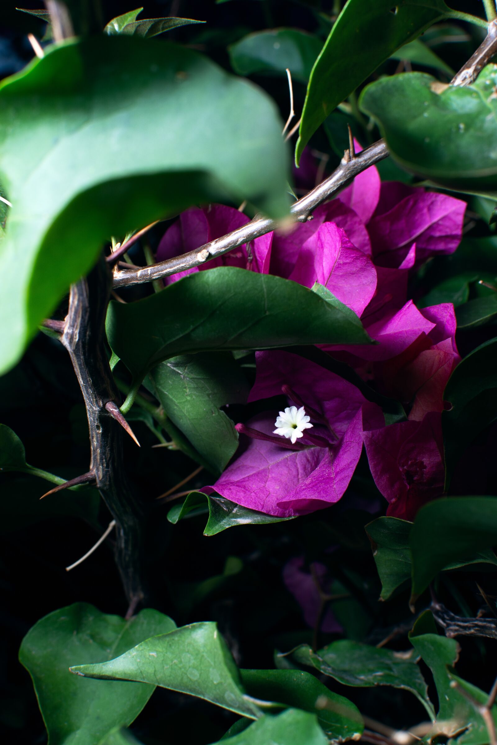 Nikon D7100 sample photo. Flowers, dark, moody photography